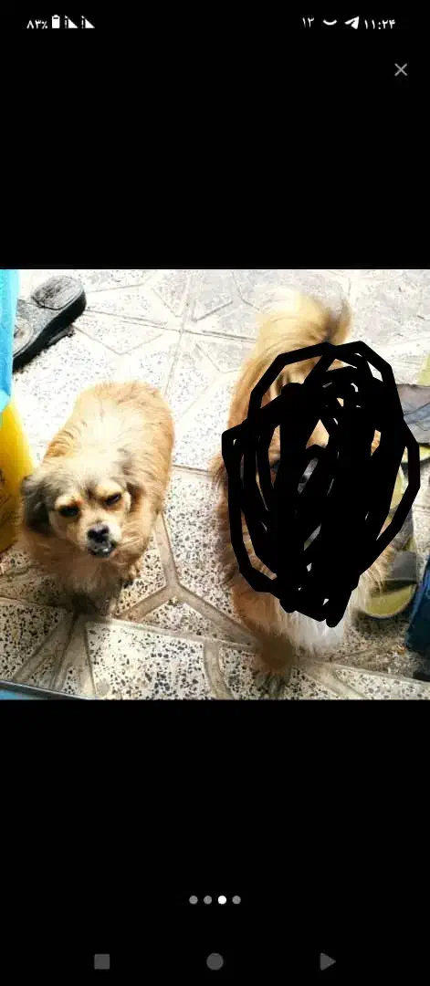 سگ ماده|سگ|ملایر, |دیوار