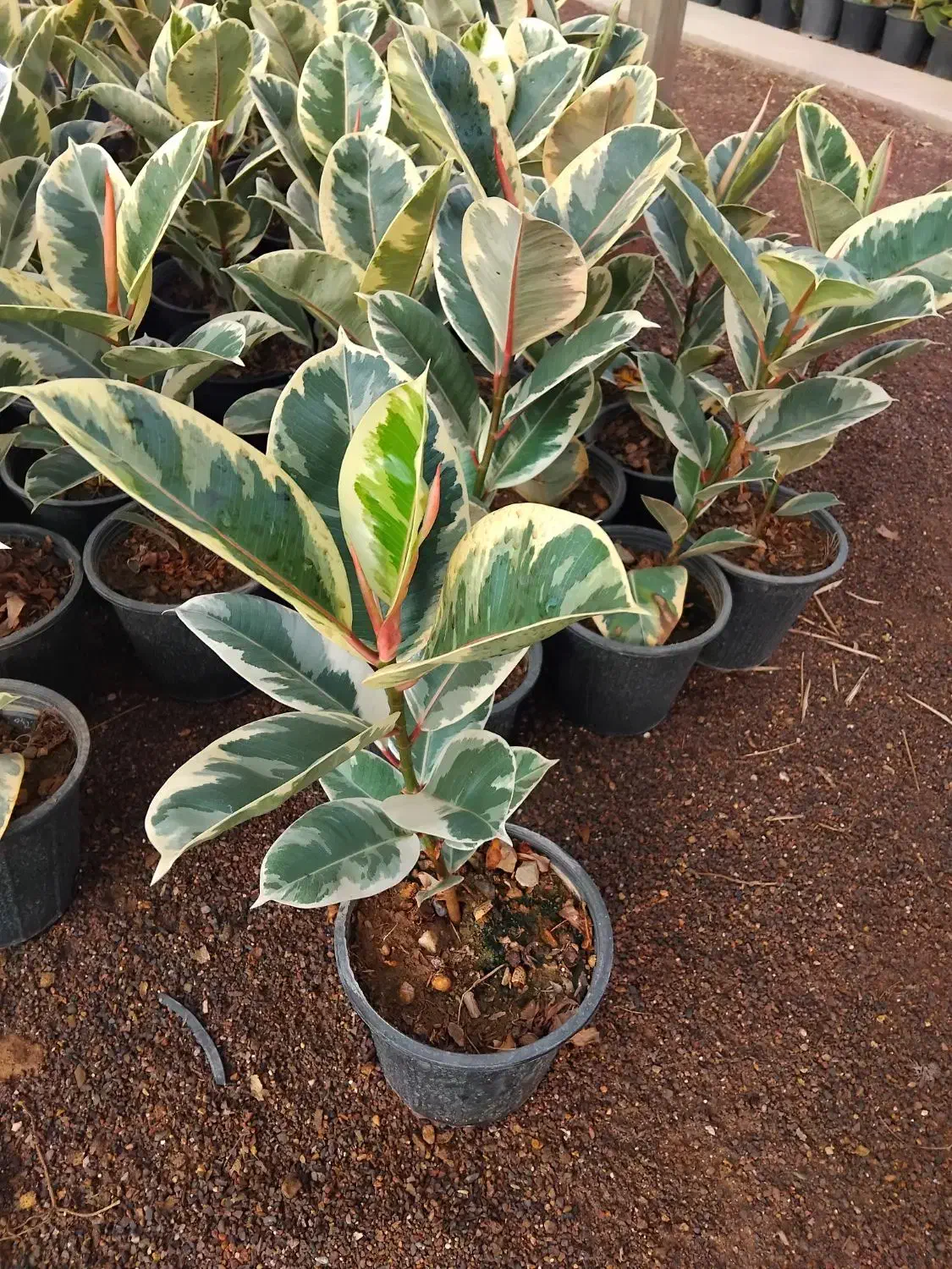 فیکوس یاقوتی|گل و گیاه طبیعی|اصفهان, حسین‌آباد|دیوار