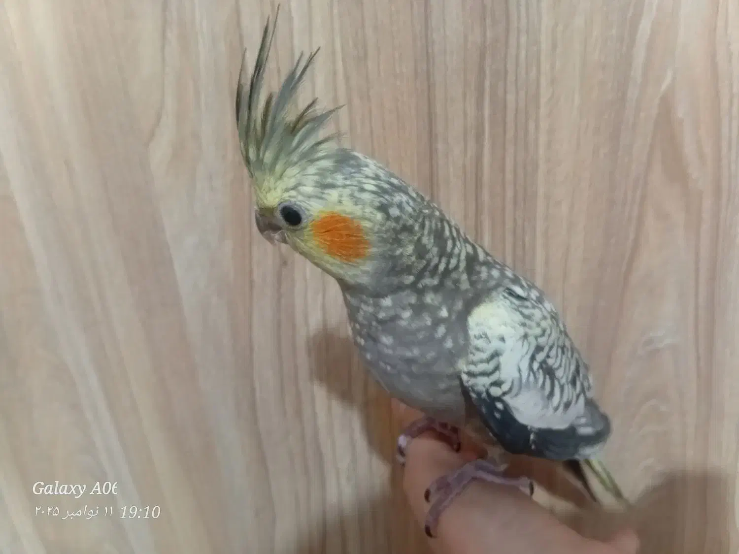 عروس هلندی|پرنده|خوانسار, |دیوار