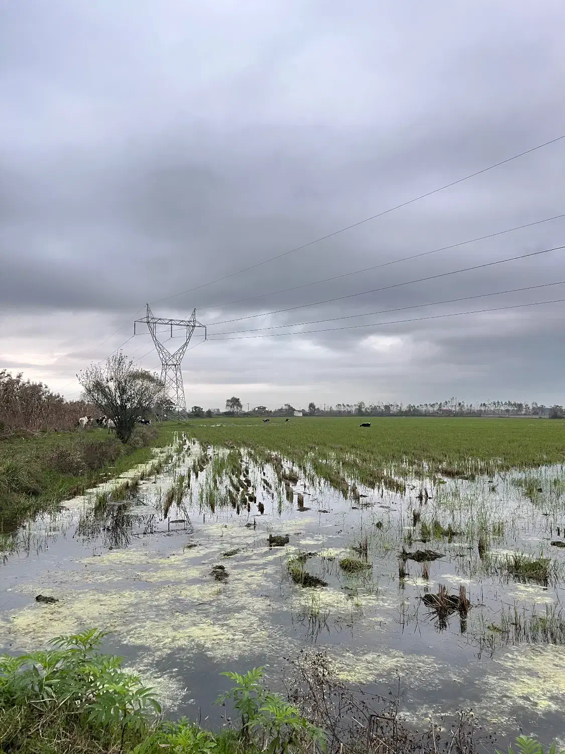 تا دو ماه دیگه مال شما نیست اگر امروز تصمیم نگیرید|فروش زمین و ملک کلنگی|آستارا, |دیوار