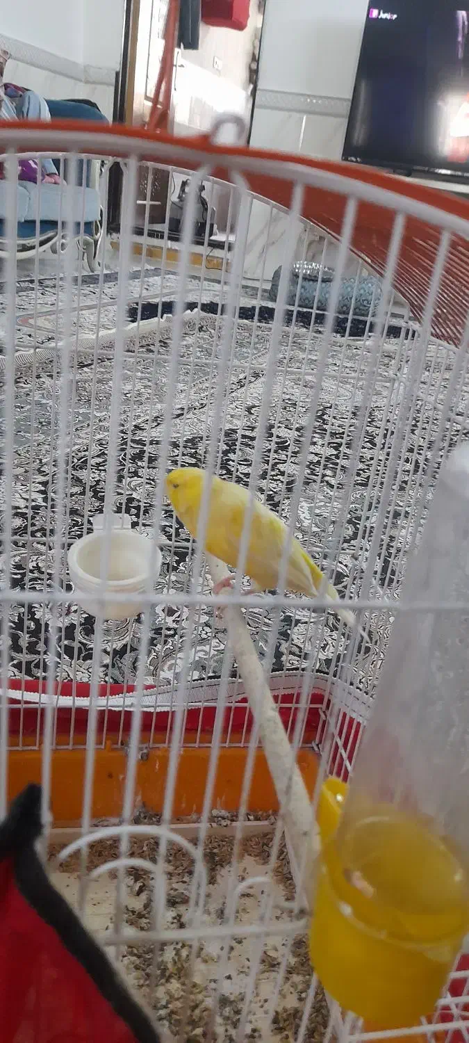 قناری ماده لیمویی  آماده|پرنده|فشاپویه, |دیوار