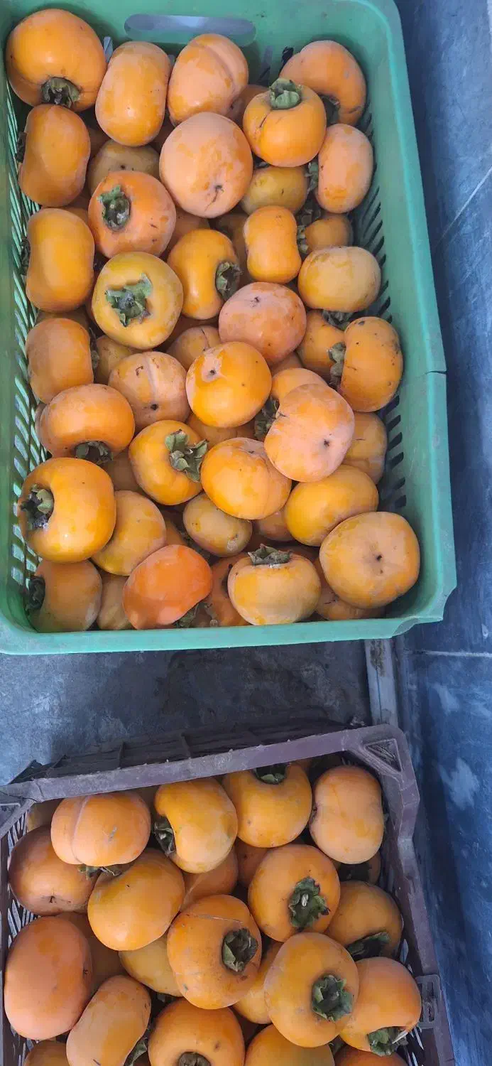 خرمالو ارگانیک|خوردنی و آشامیدنی|رشت, بوسار|دیوار