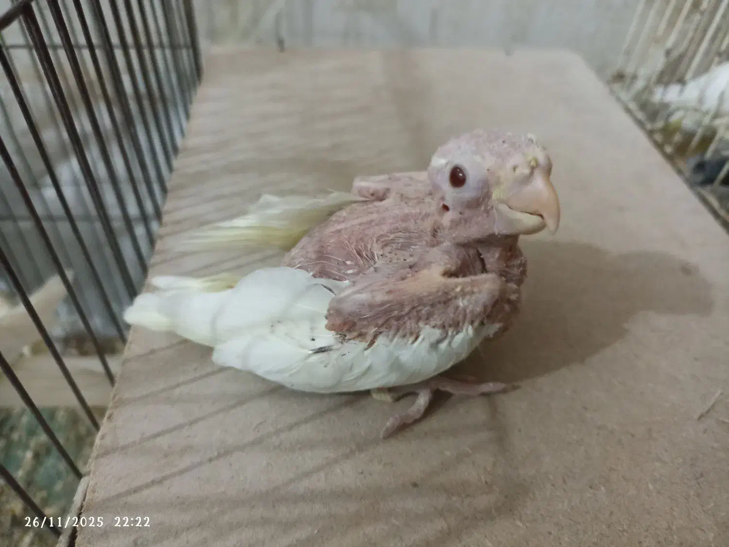 عروس لوتینو سرلاکی چشم شرابی|پرنده|بندر گناوه, |دیوار