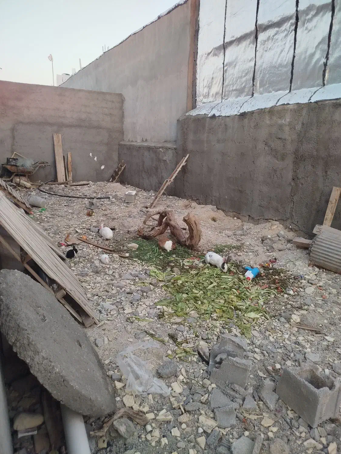 حیوانات اهلی|موش و خرگوش|بندر کنگان, |دیوار