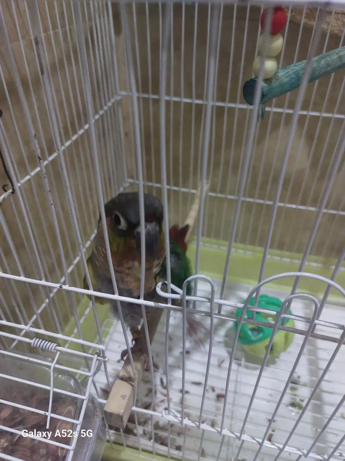 طوطی گرینچیک|پرنده|اسلام‌شهر, مظفریه|دیوار