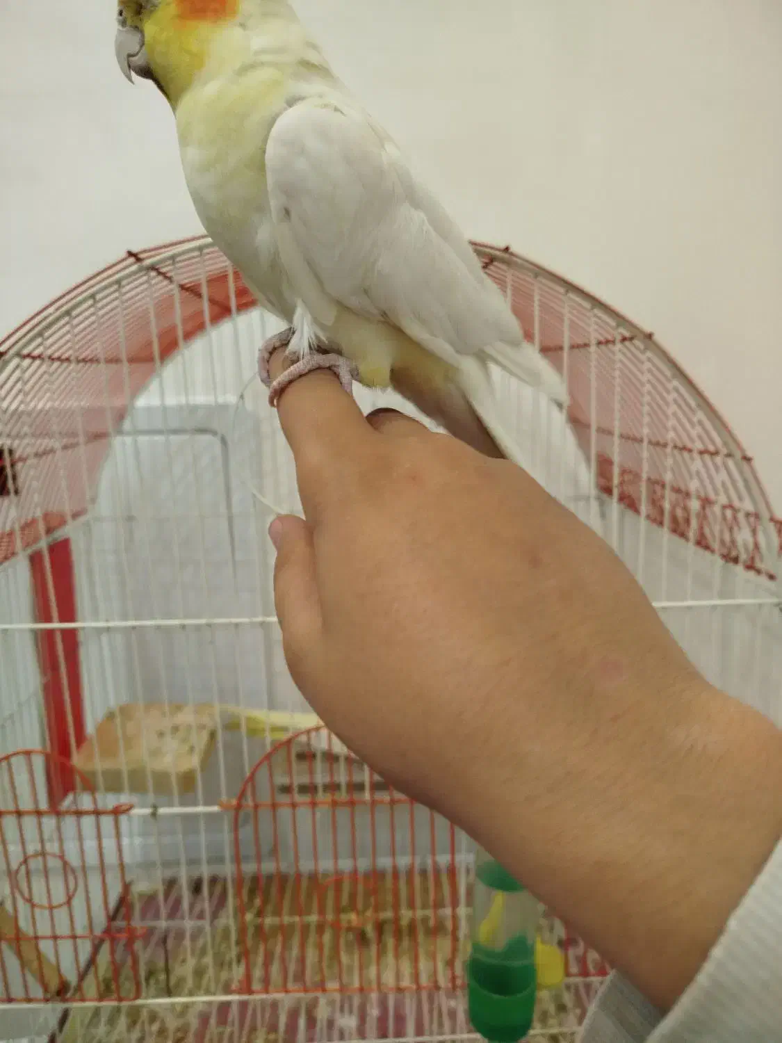 جفت عروس هلندی|پرنده|سجاس رود, |دیوار