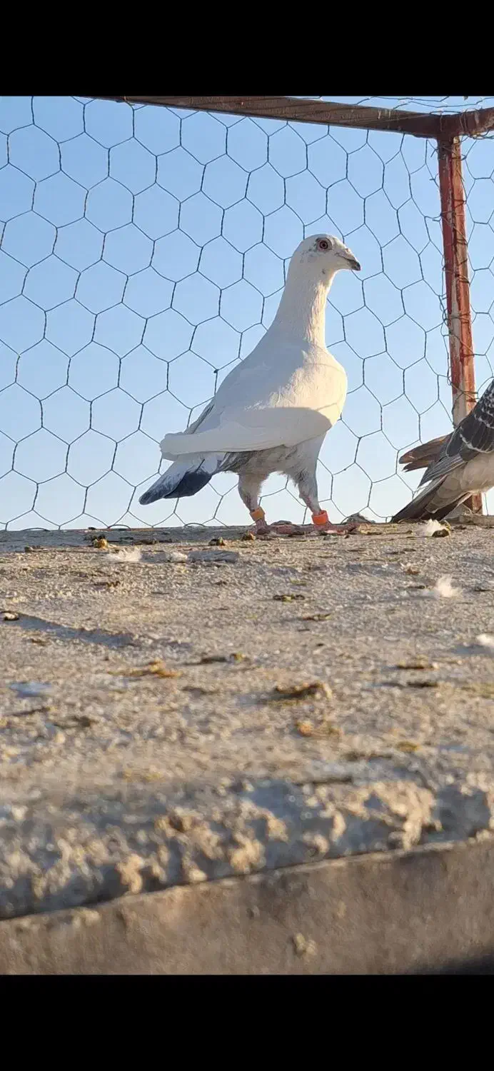 حیوون درجه یک|پرنده|تربتحیدریه, ترمینال|دیوار