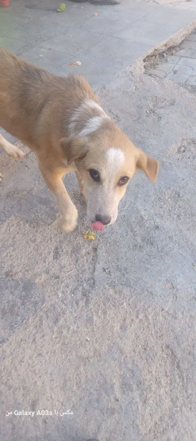 سگ فروشی|سگ|درمیان, |دیوار