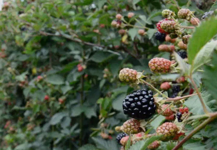 خرید نهال کامکوات انگور بادام زرد گل محمدی بلوبری|خدمات باغبانی و درختکاری|رشتخوار, |دیوار