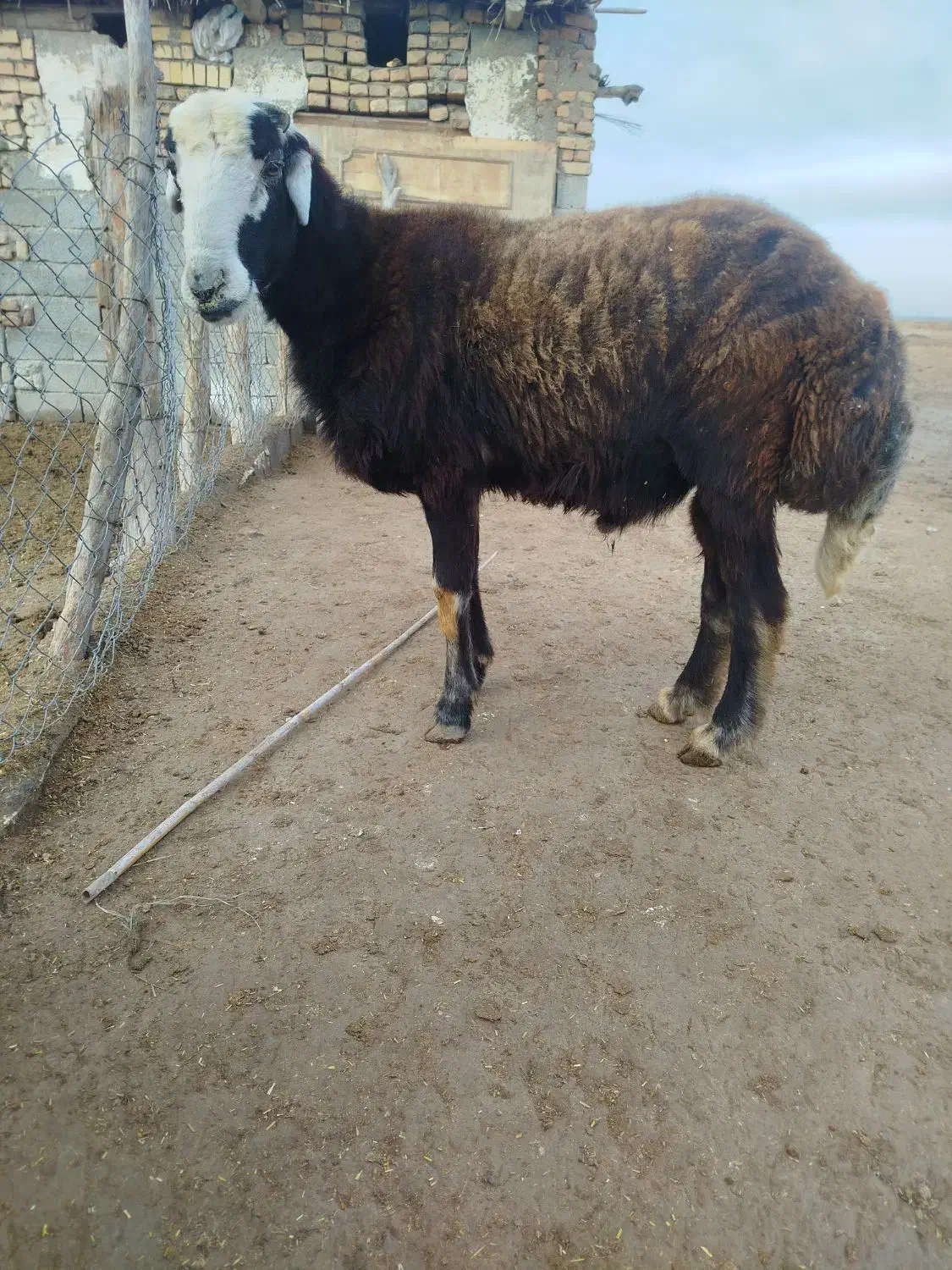 برهقوچیبزغالهپاکستانینر|حیوانات مزرعه|گنبد کاووس, |دیوار