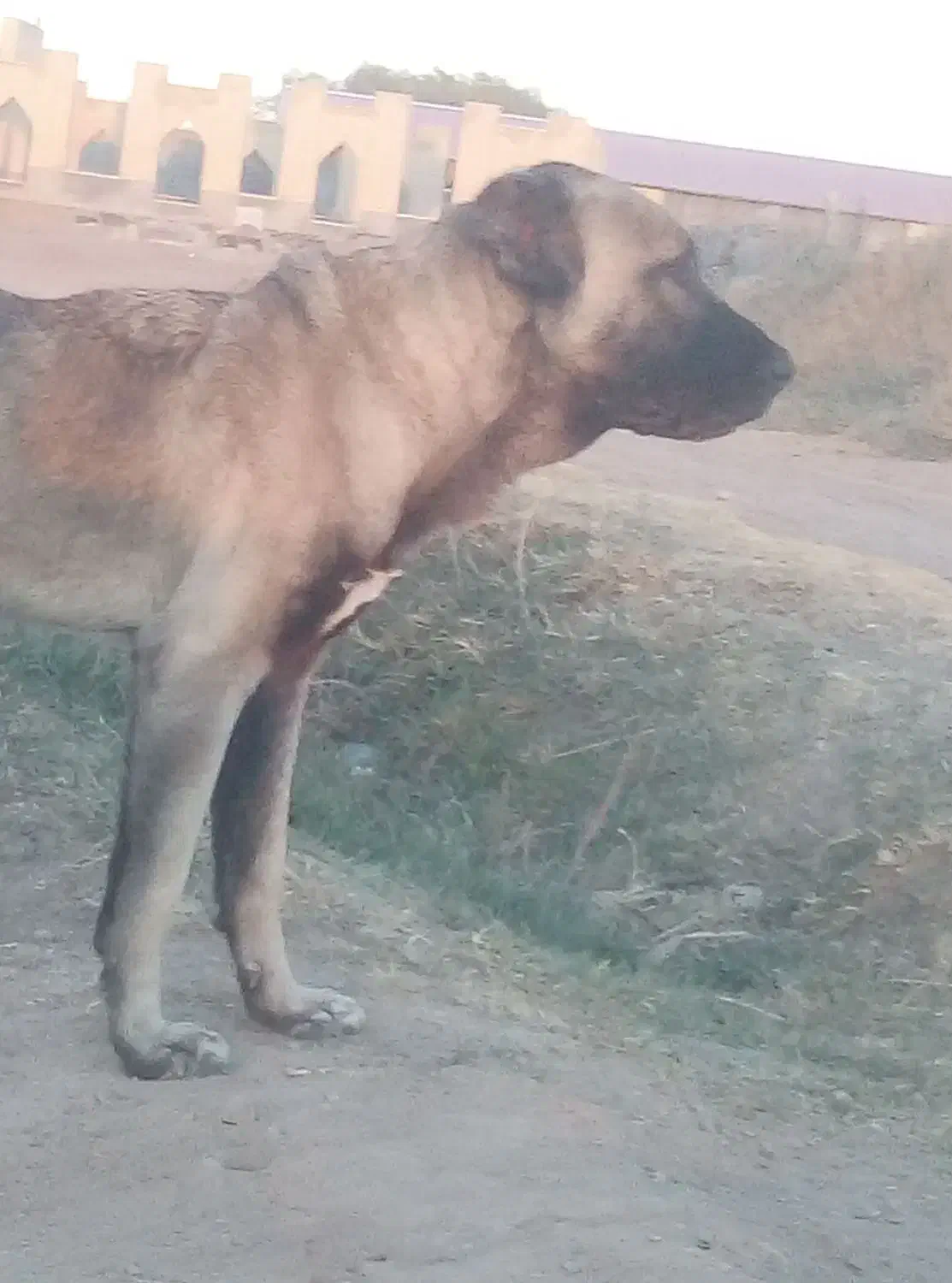 سگ سرابی اصیل|سگ|مهربان, |دیوار