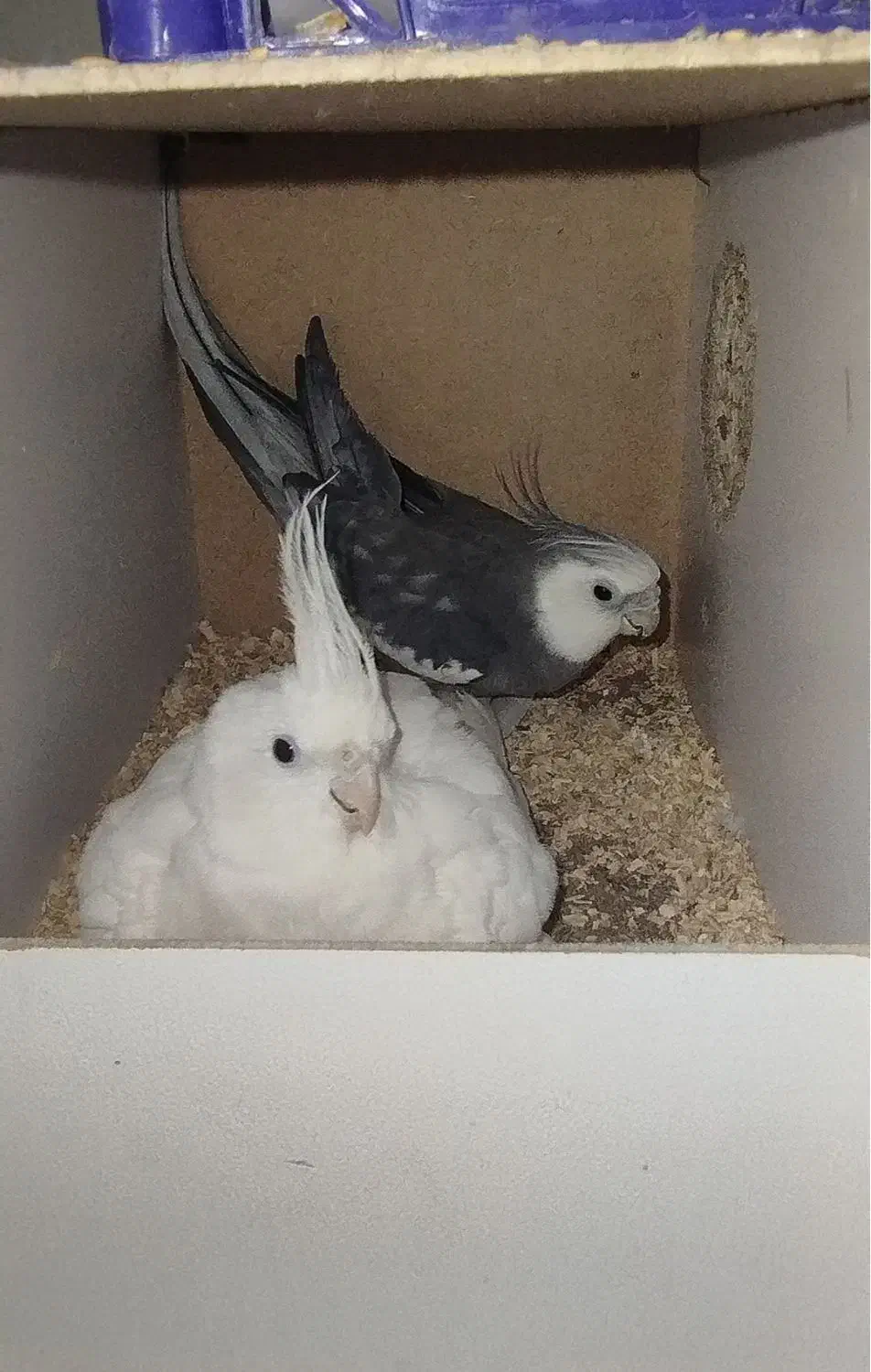 یک جفت عروس هلندی آلبینو و وایت فیس|پرنده|قم, ناصردیوان|دیوار