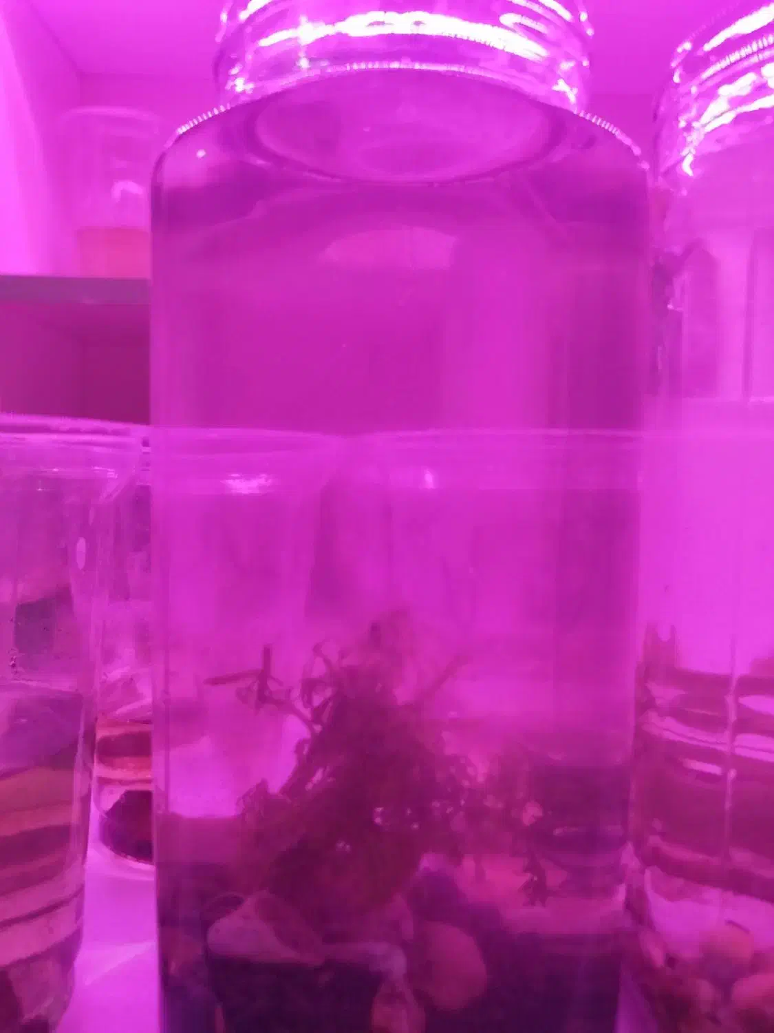 تنگ پلنت کوچک|ماهی|دهلران, |دیوار