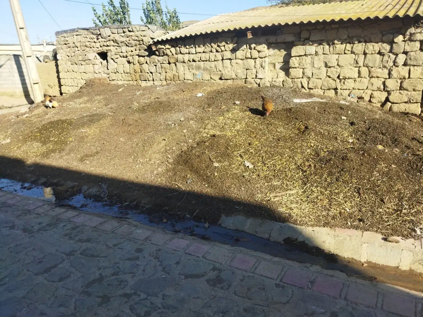 کود گوسفند (کود)|لوازم جانبی حیوانات|گرمی, |دیوار