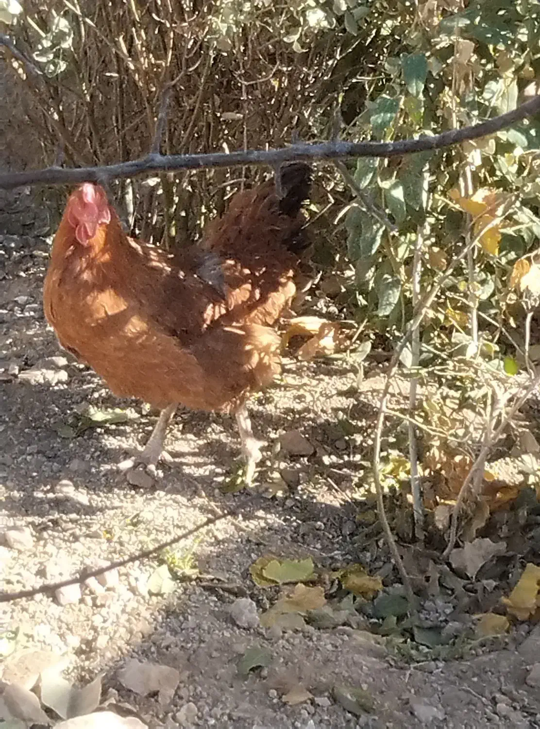 6تامرغ جوان تخم گذار یکی هم خروس|حیوانات مزرعه|صائین قلعه, |دیوار