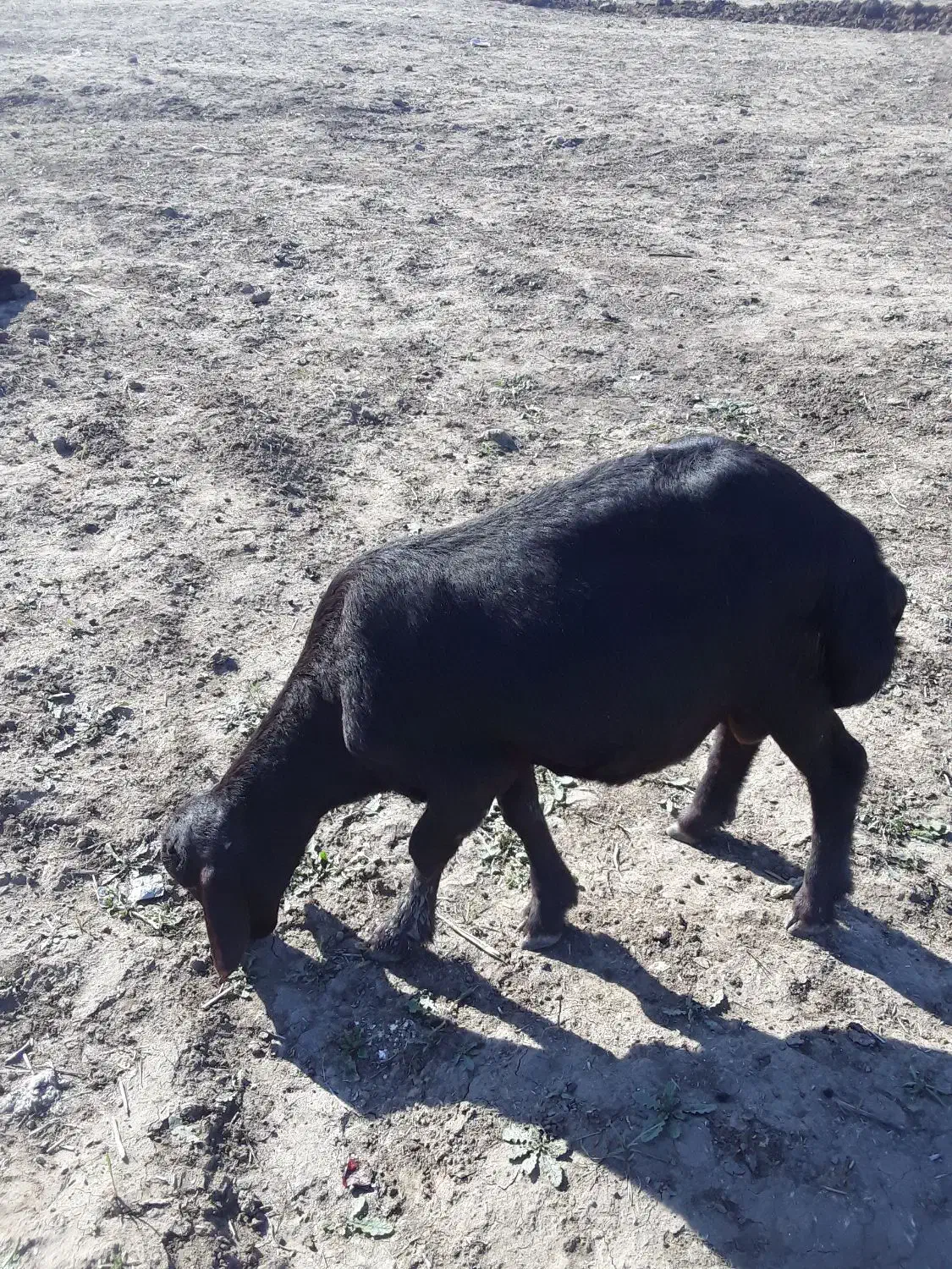 کوسفند نر|حیوانات مزرعه|خان ببین, |دیوار