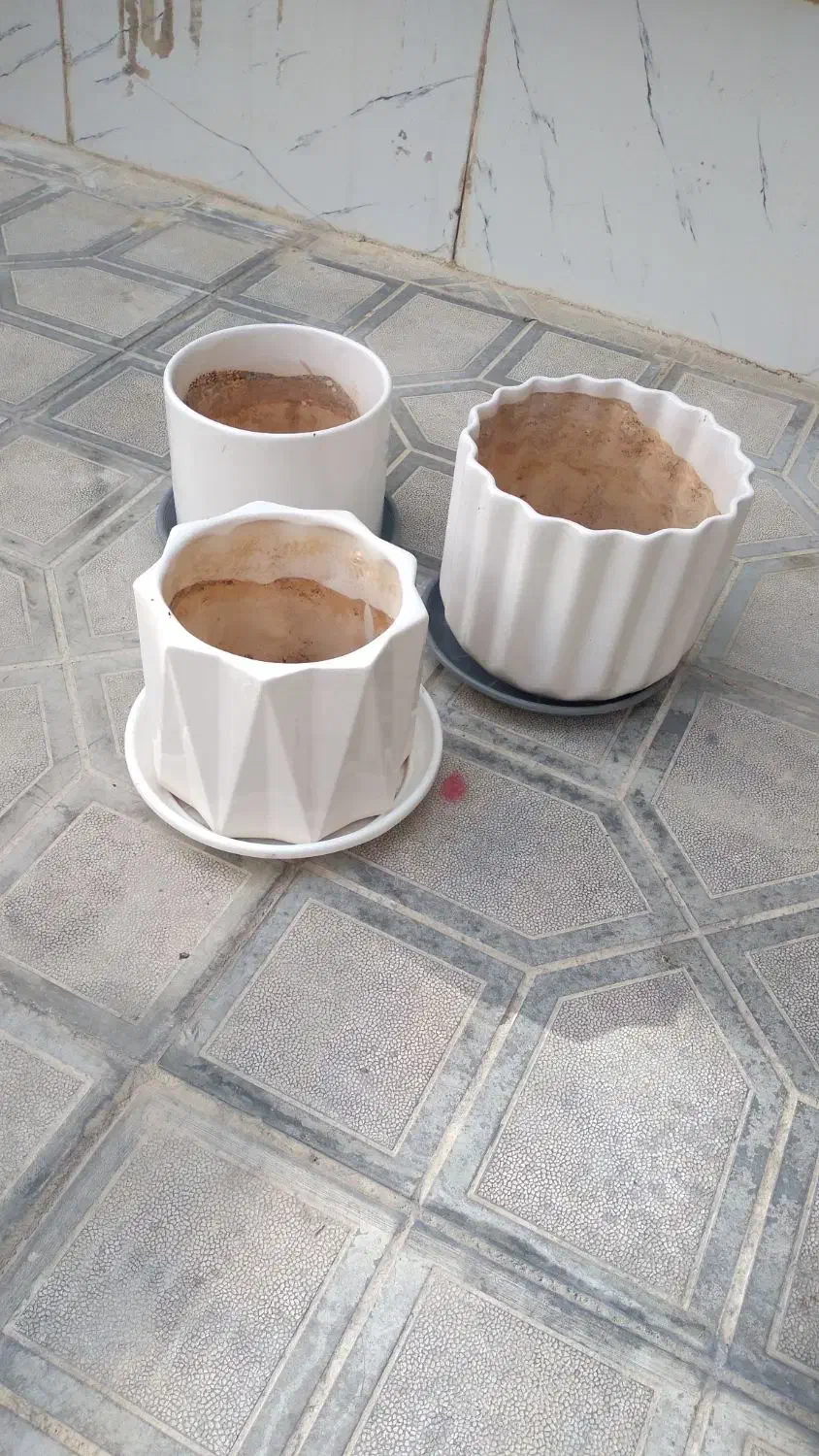 گلدان|گل و گیاه طبیعی|ایلام, |دیوار