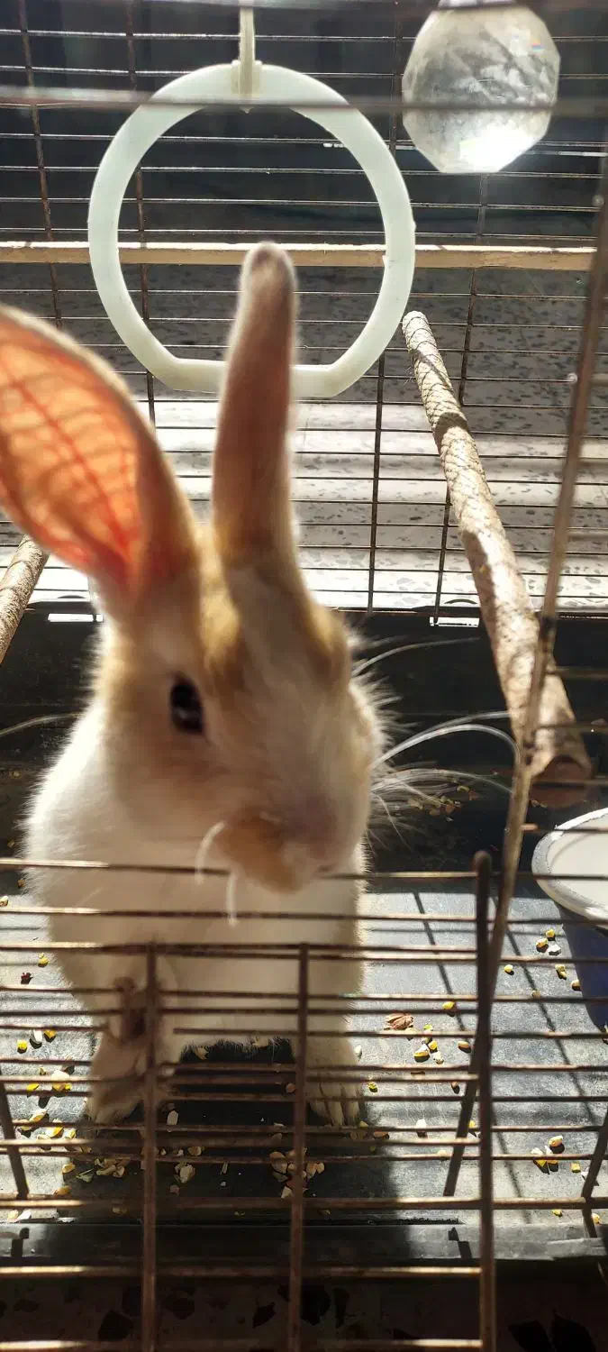 خرگوش|موش و خرگوش|دزفول, |دیوار