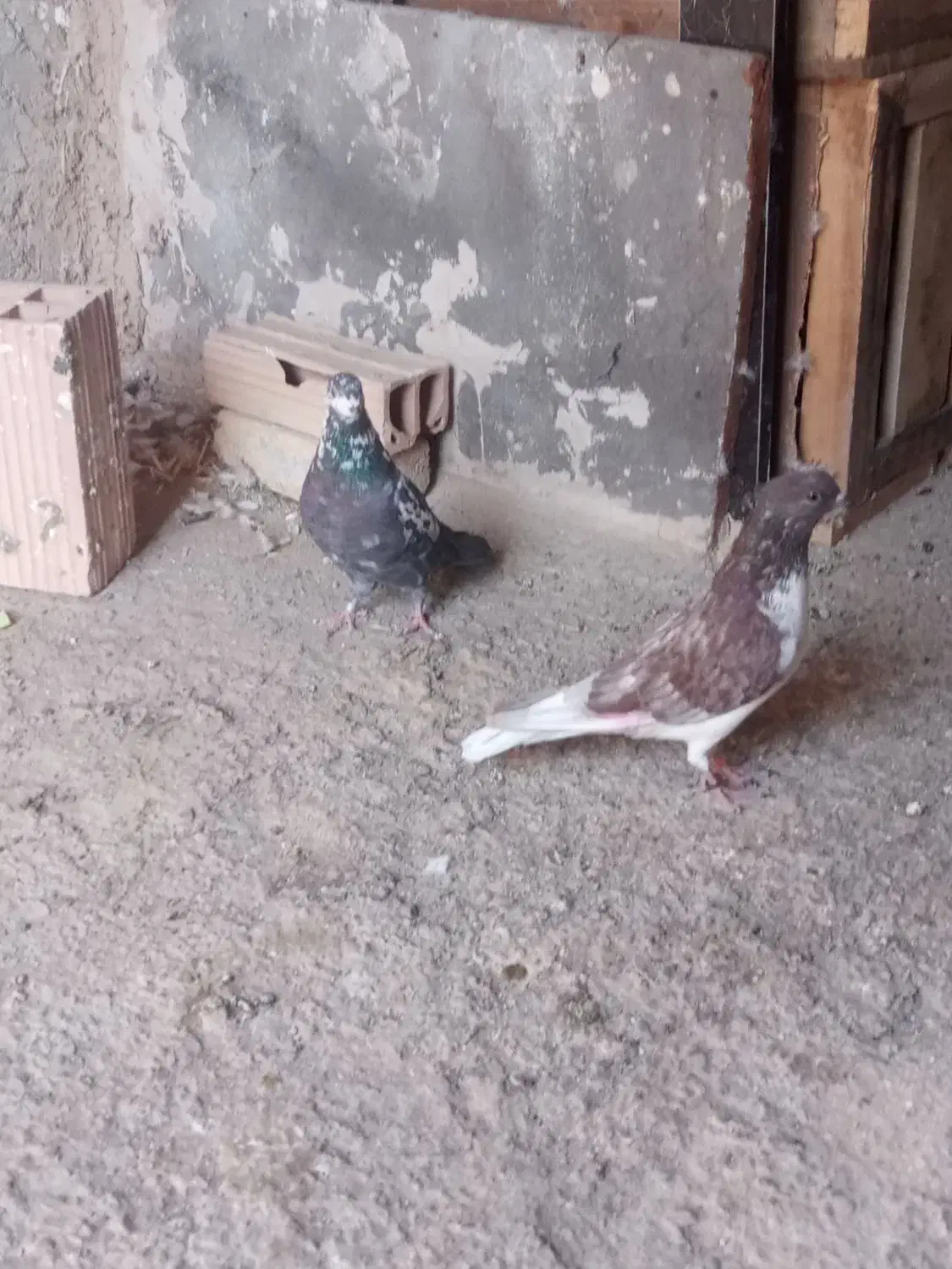 کبوتر پرشی|پرنده|قرچک, فردیس|دیوار