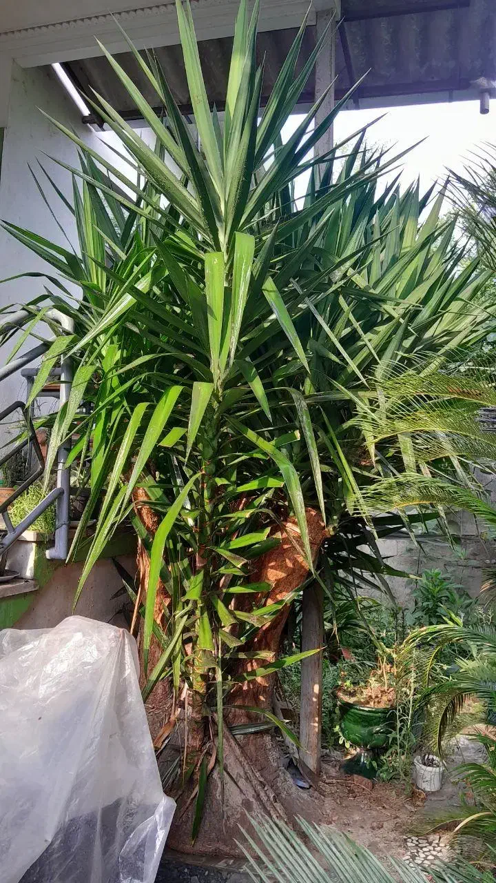 درخت یوکا باقدمت بیش از۳۰سال.غول پیکر.۳متری.سالم|گل و گیاه طبیعی|امیرکلا, |دیوار