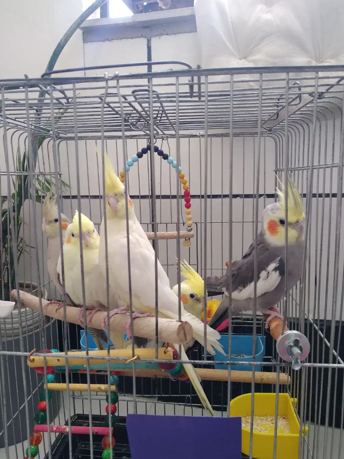 ۲عدد ۳تا جوجه|پرنده|باغستان, |دیوار