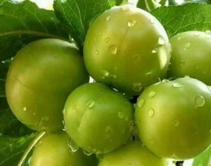 پیشفروش نهال گوجه سبز برغانی|خدمات باغبانی و درختکاری|آزادشهر, |دیوار