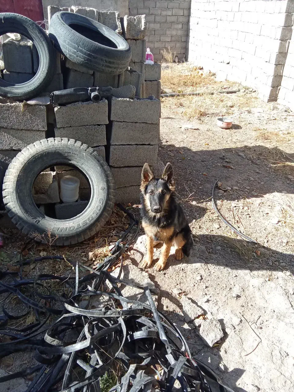 سگ ژرمن،سه ماهه،ماده|سگ|قیدار, |دیوار