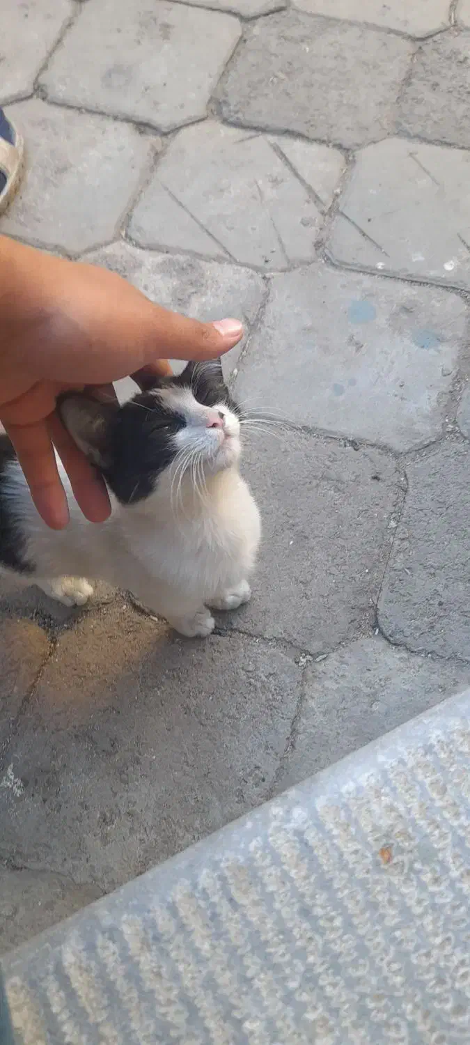 گربه خونگی واکسن زدا شده|گربه|مراغه, |دیوار