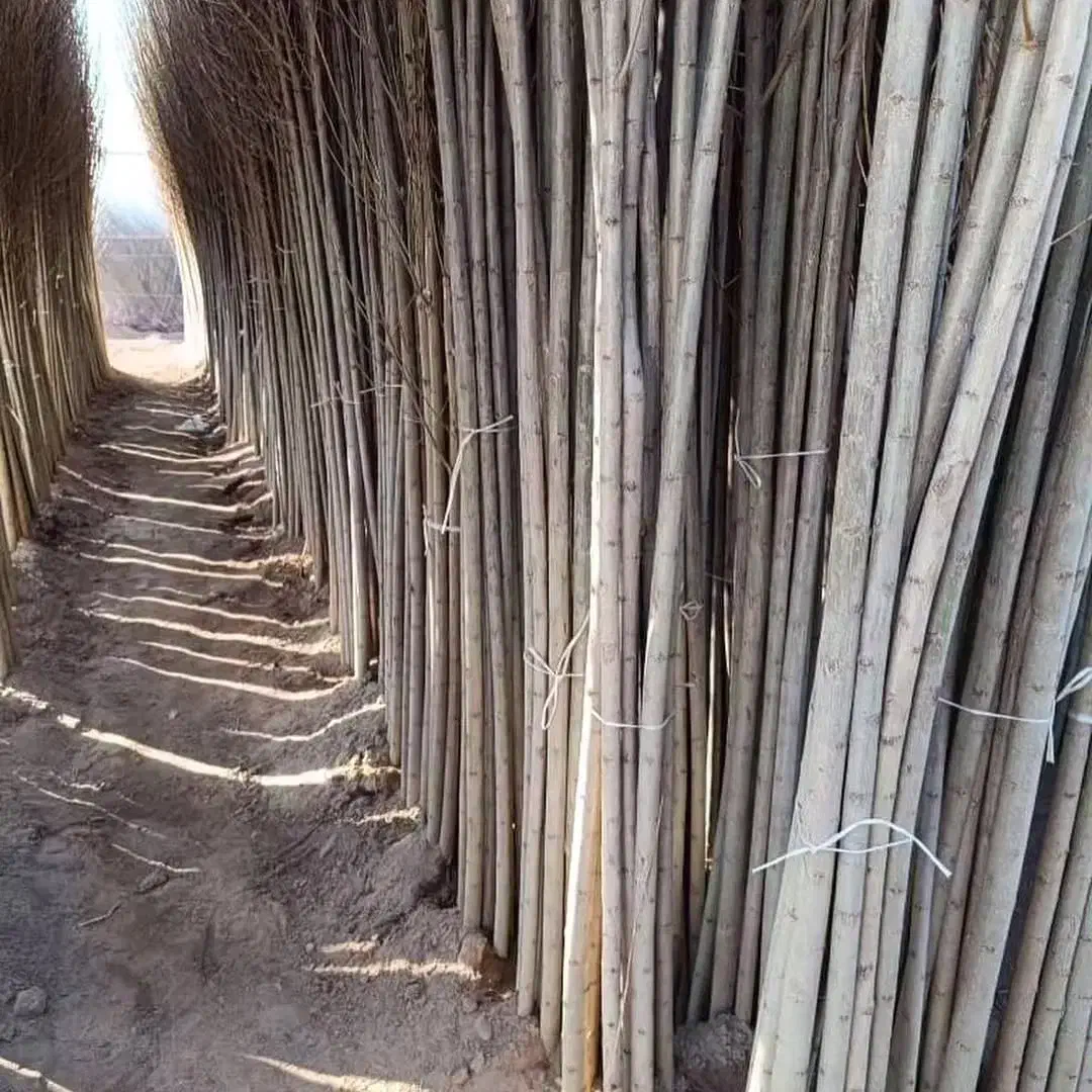 نهالستان ارقام نهال گردو ، بادام، صنوبر و میوه|خدمات باغبانی و درختکاری|رفسنجان, |دیوار