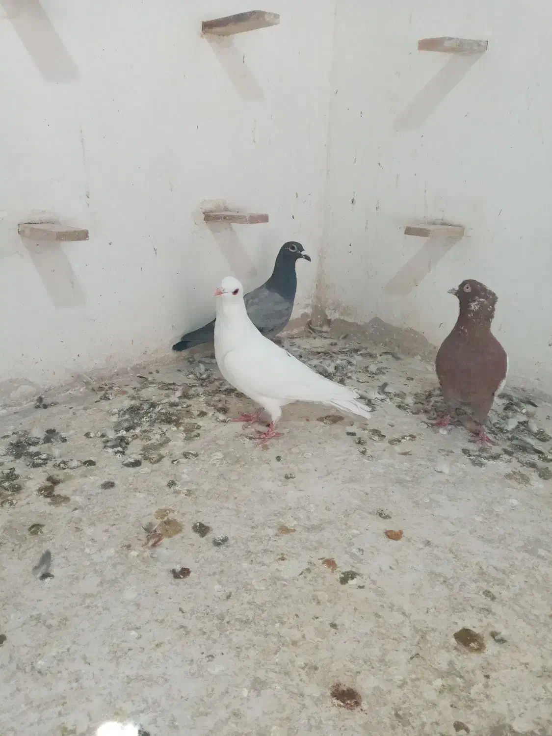 سینه سرخ  سفید  سبز.کله دم. ساده سبز|پرنده|شیروان (خراسان), |دیوار