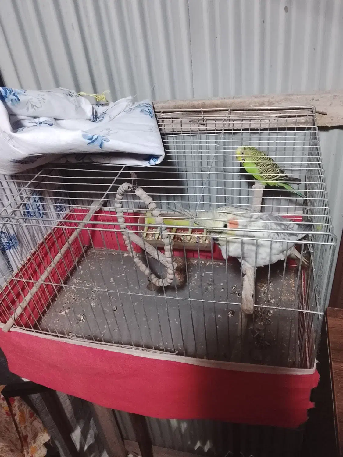 عروس هلندی و مرغ عشق بایک عدد قفس تمیز در حد|پرنده|کیاشهر, |دیوار