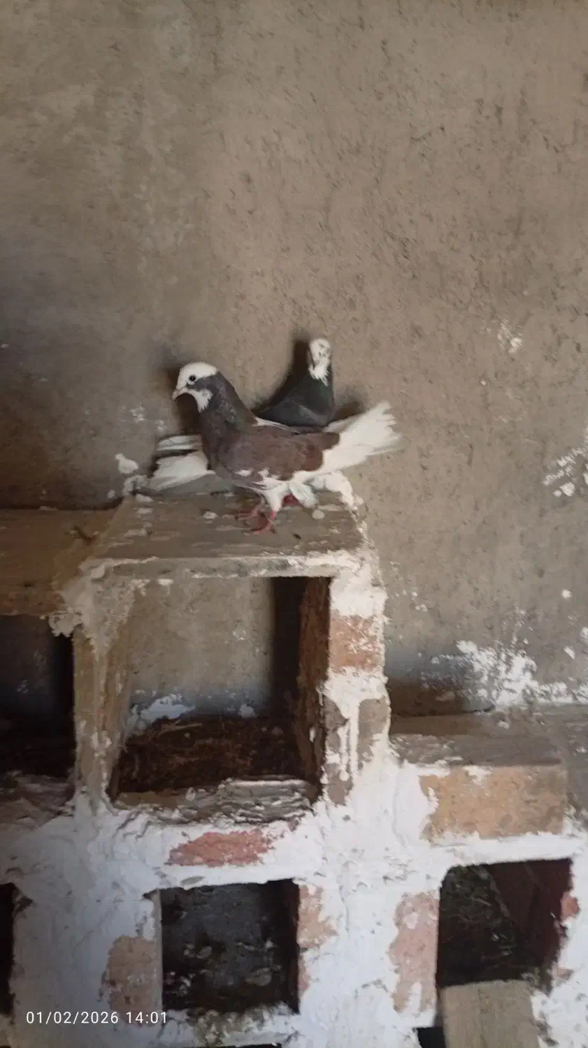 چهار عدد شازده هما|پرنده|بروجرد, |دیوار