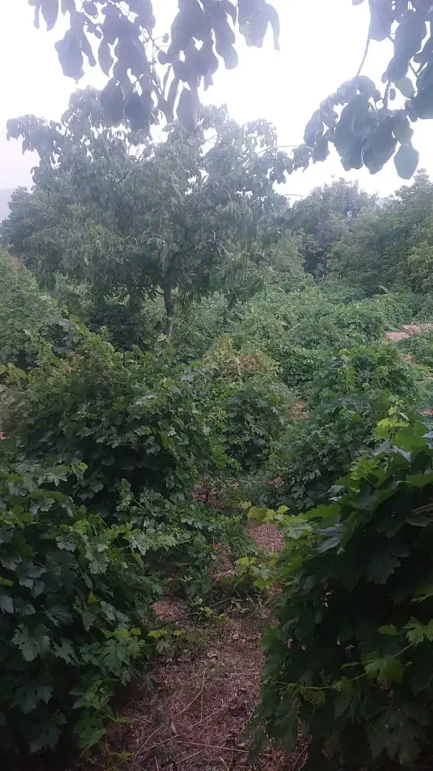 فروش باغ|فروش دفتر صنعتی، کشاورزی، تجاری|سیسخت, |دیوار