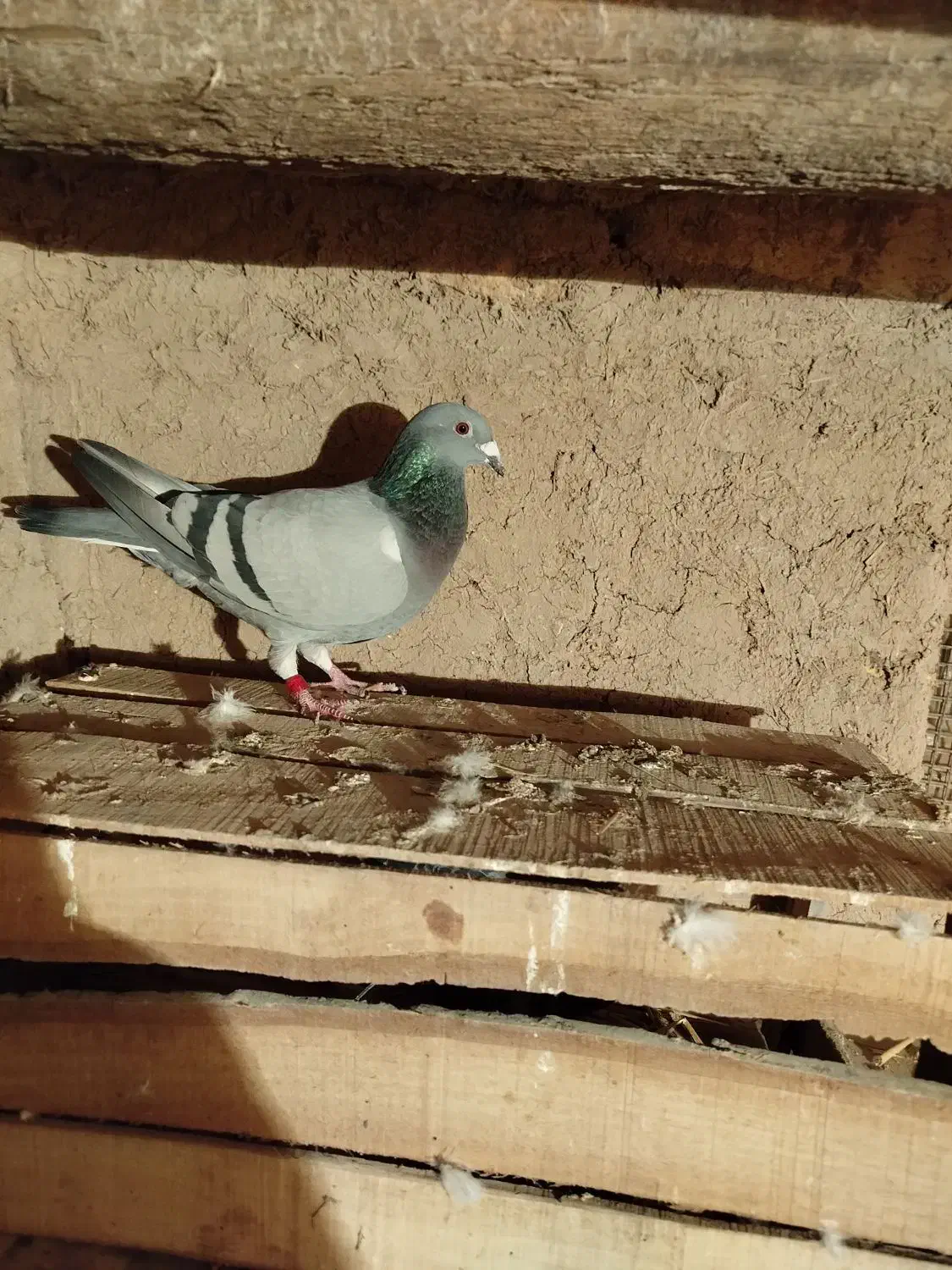 کبوتر|پرنده|دشتابی, |دیوار