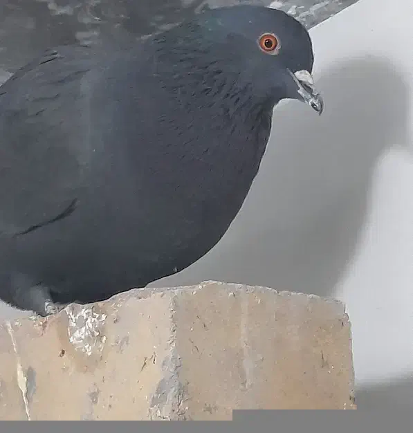 ماده زاغ چشم آتشی|پرنده|زرند, |دیوار