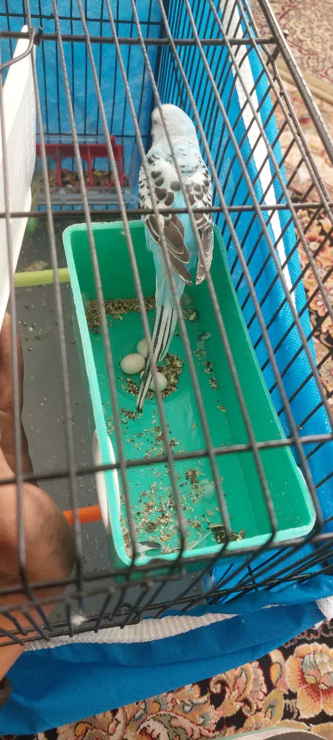 مرغ عشق|پرنده|بروجن, |دیوار