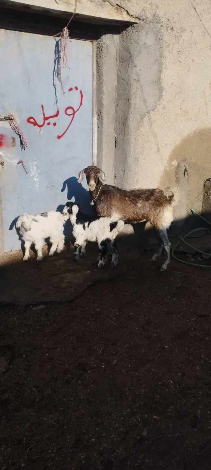 فروش بز با دوتا بزغاله|حیوانات مزرعه|اردبیل, |دیوار