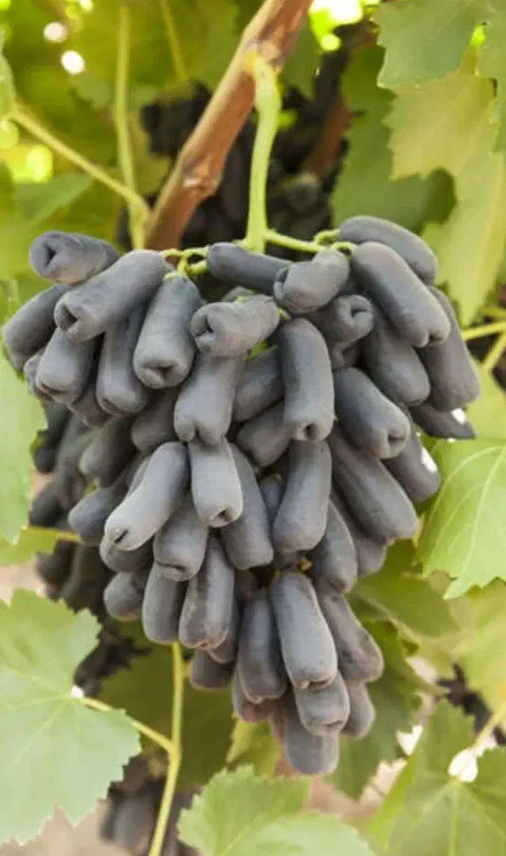 نهال انگور موندراپ|خدمات باغبانی و درختکاری|محمدیه-قزوین, |دیوار