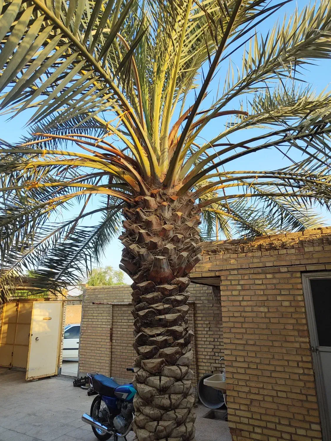 نخل برحی|گل و گیاه طبیعی|هندیجان, |دیوار