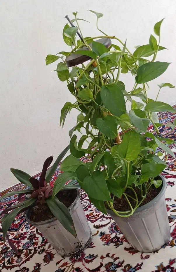 گل طبیعی|گل و گیاه طبیعی|گلپایگان, |دیوار