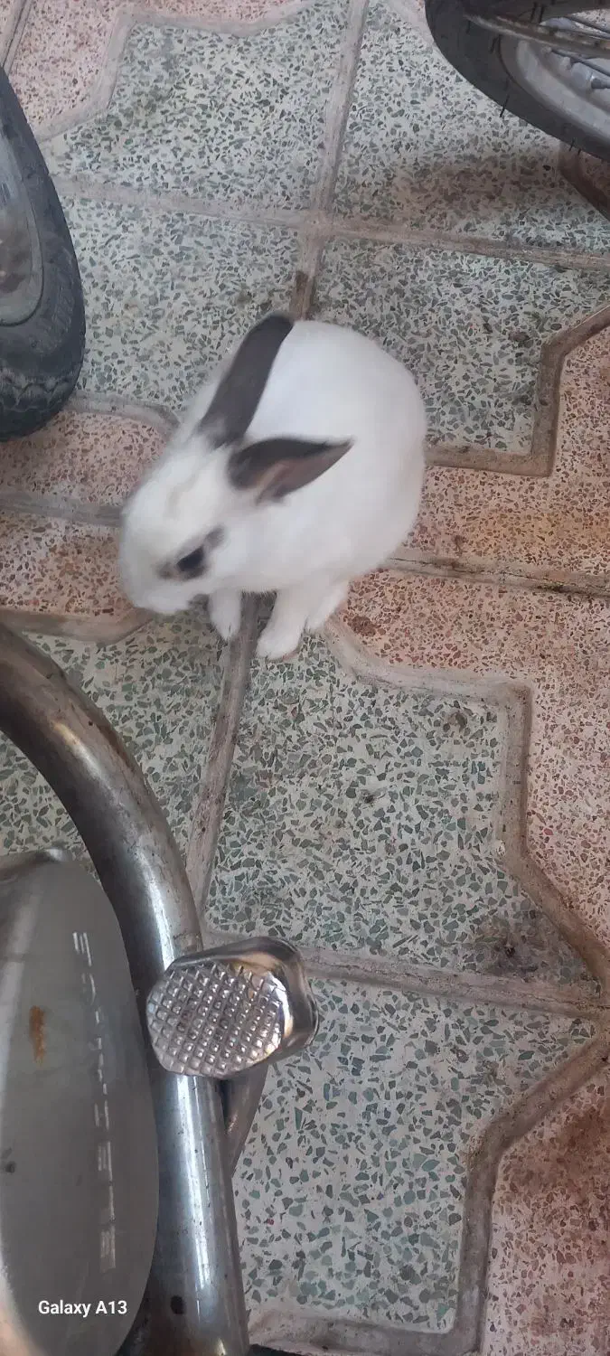 خرگوش خانگی نر|موش و خرگوش|قزوین, |دیوار