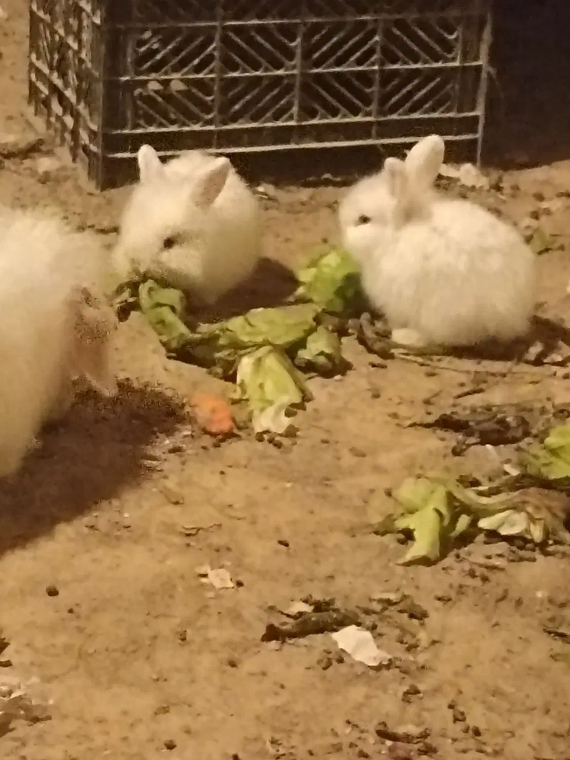 چند عدد خرگوش|موش و خرگوش|لردگان, |دیوار