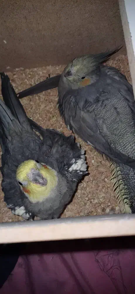 عروس هلندی سینامون|پرنده|اهواز, پردیس|دیوار