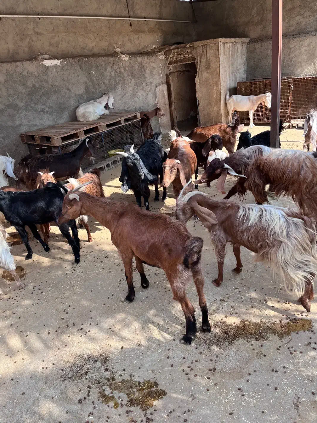 بز ، کهره و پازن|حیوانات مزرعه|وحدتیه, |دیوار