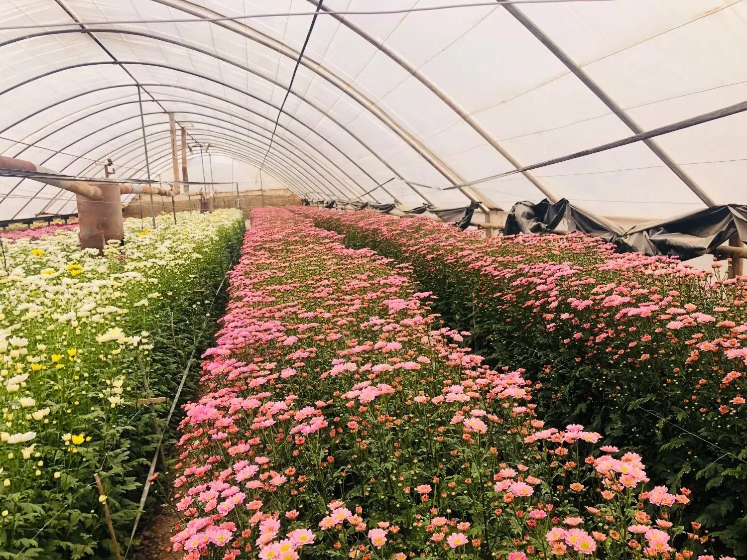 گل داودی به قیمت گلخانه|گل و گیاه طبیعی|پاکدشت, پاکدشت (مامازند)|دیوار