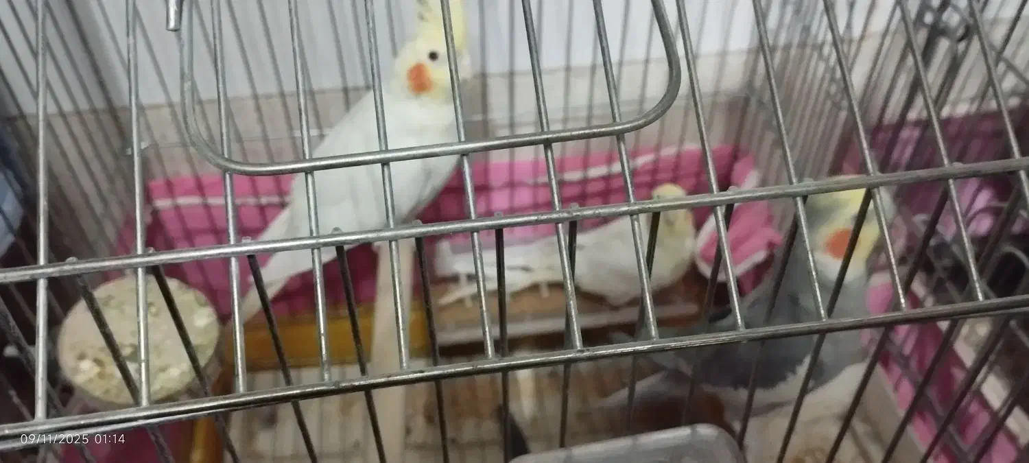 3تاعروس هلندی|پرنده|قم, علی آباد سعدگان|دیوار