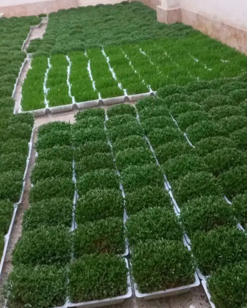 سبزه عید 1405|گل و گیاه طبیعی|برازجان, |دیوار