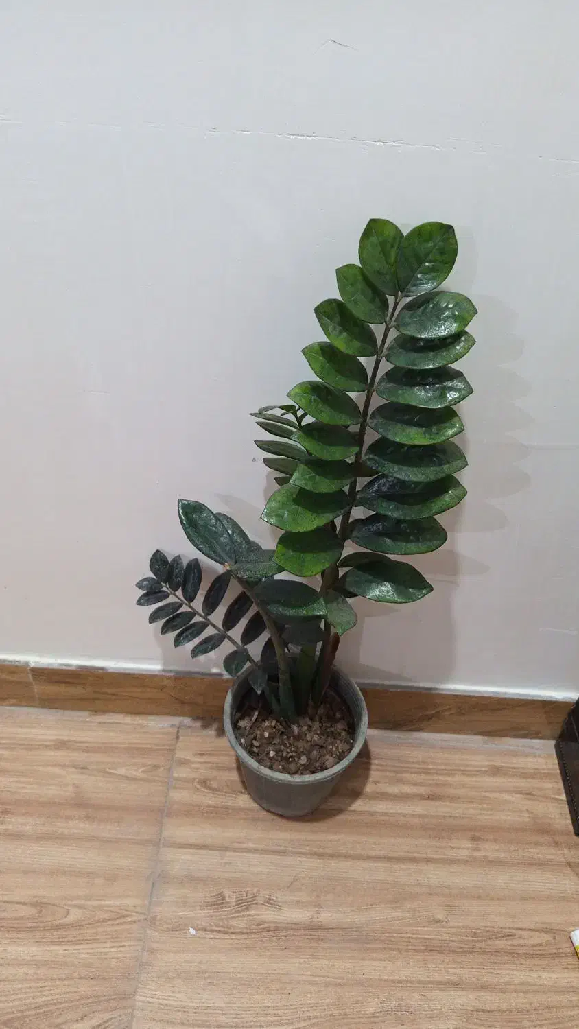 زاموفیلیا  بلک|گل و گیاه طبیعی|رشت, پل تالشان|دیوار