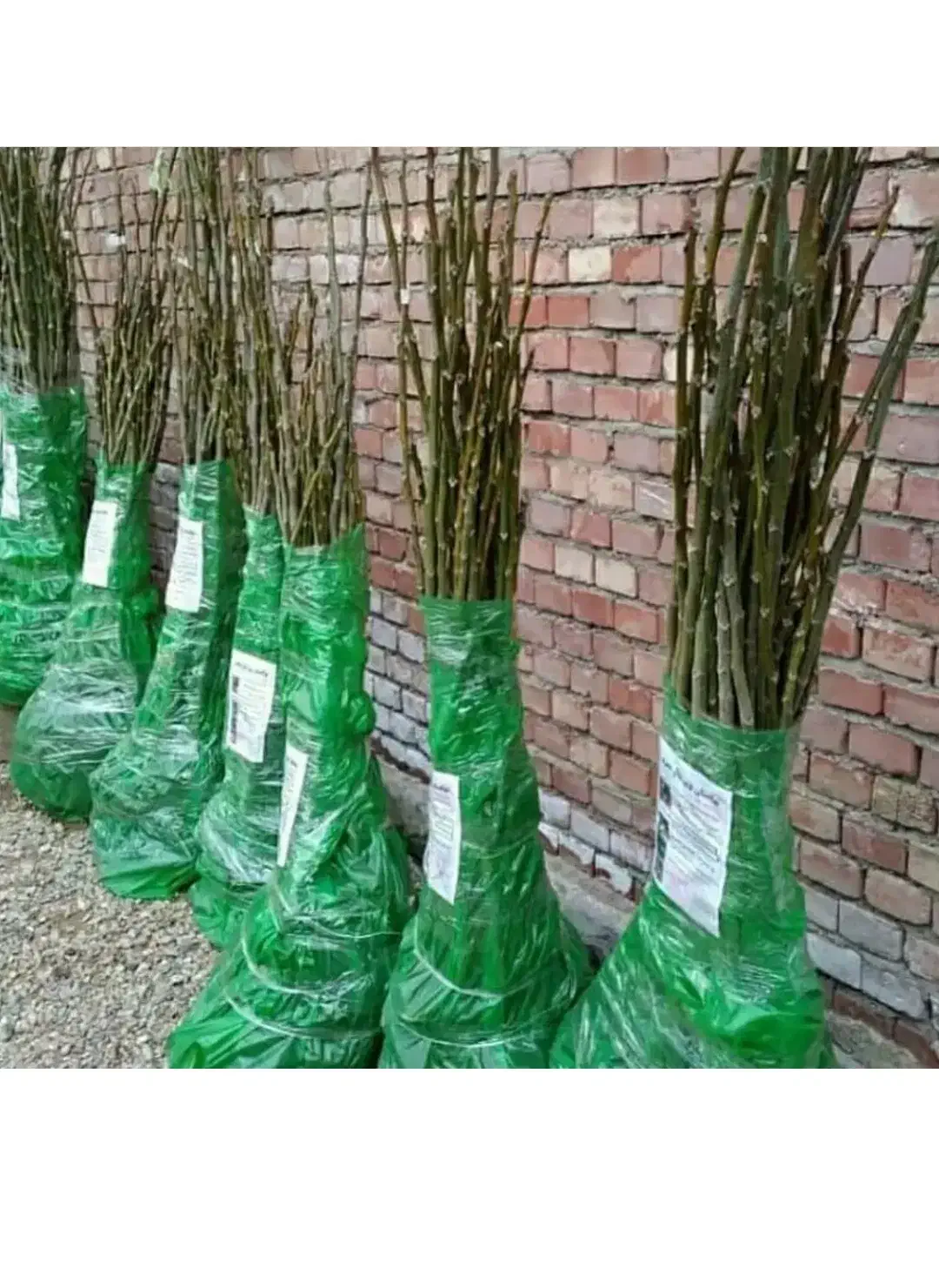 نهالستان صنوبر گردو و بادام|خدمات باغبانی و درختکاری|کرمانشاه, |دیوار