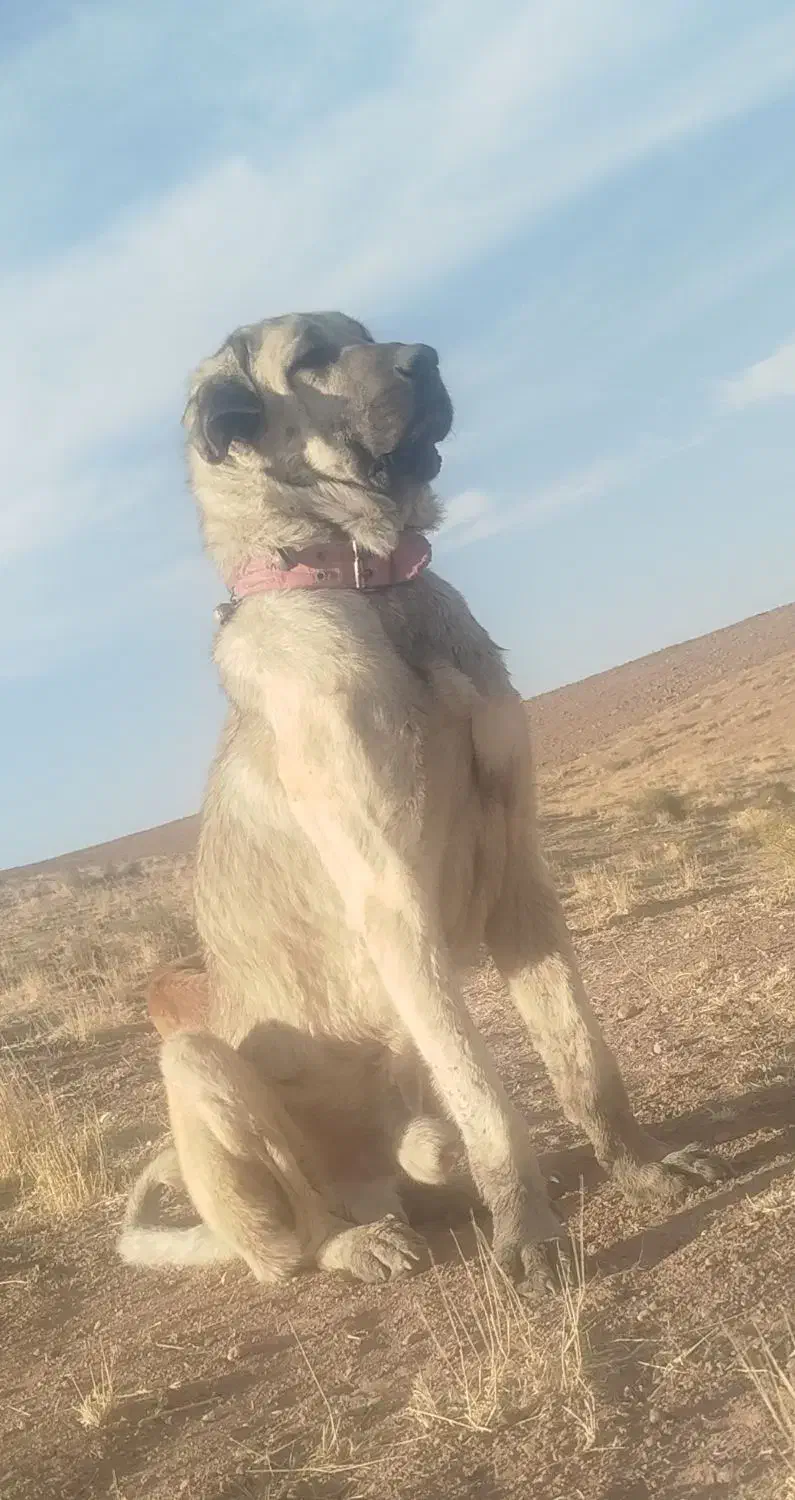 سگ پژدر نر|سگ|کرانی, |دیوار